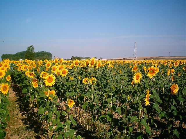...vorbei an Sonnenblumenfeldern (ausnahmsweise mal kein Getreide)...