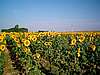 ...vorbei an Sonnenblumenfeldern (ausnahmsweise mal kein Getreide)...