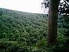 ...jede Menge Wald...
